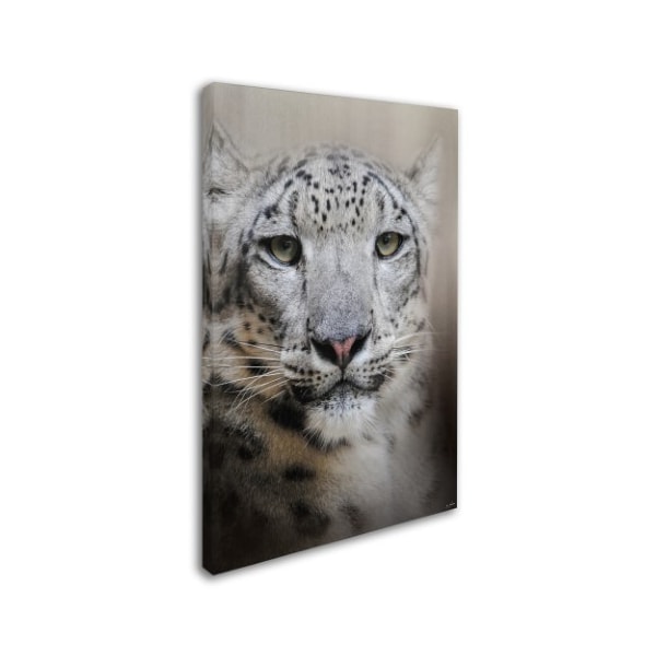Jai Johnson 'Stare Of The Snow Leopard' Canvas Art,30x47
